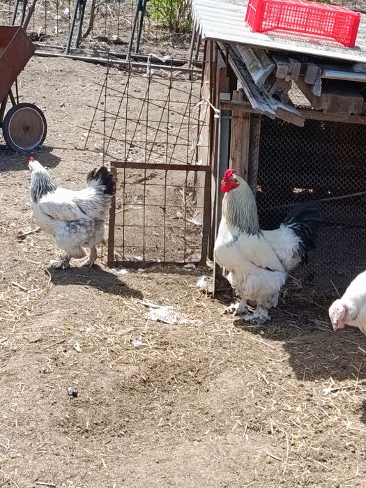 Продам курей породы брама!