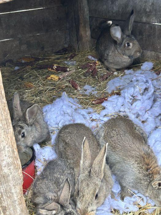 Iepuri micuti de rasa pret 40 de lei