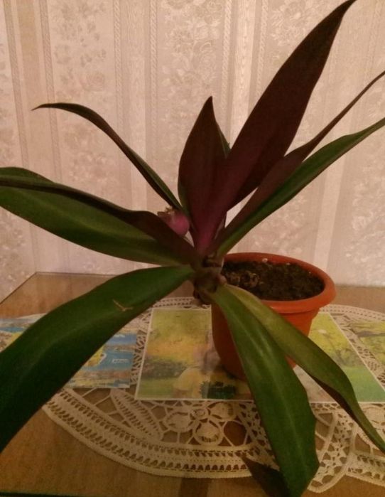 Planta aloe Vera