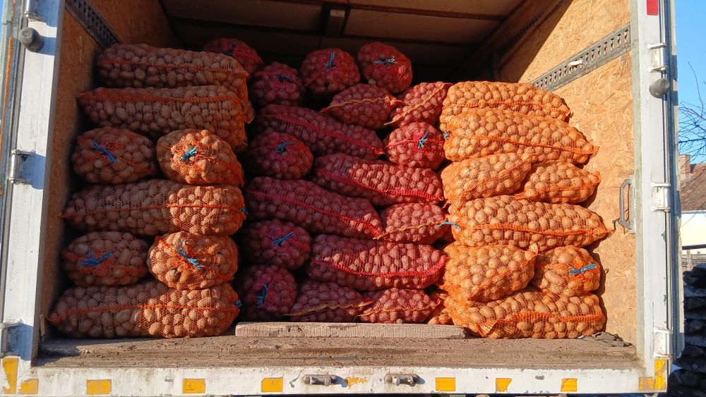 Cartofi de samanta  074[060]45[98)