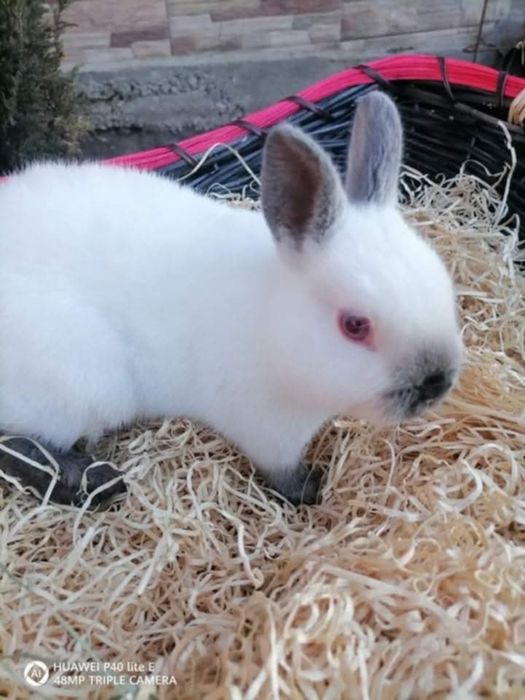 Vând iepuri REX PITICI