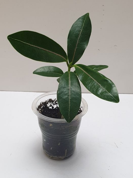 Стефанотис. Комнатное, экзотическое растение.