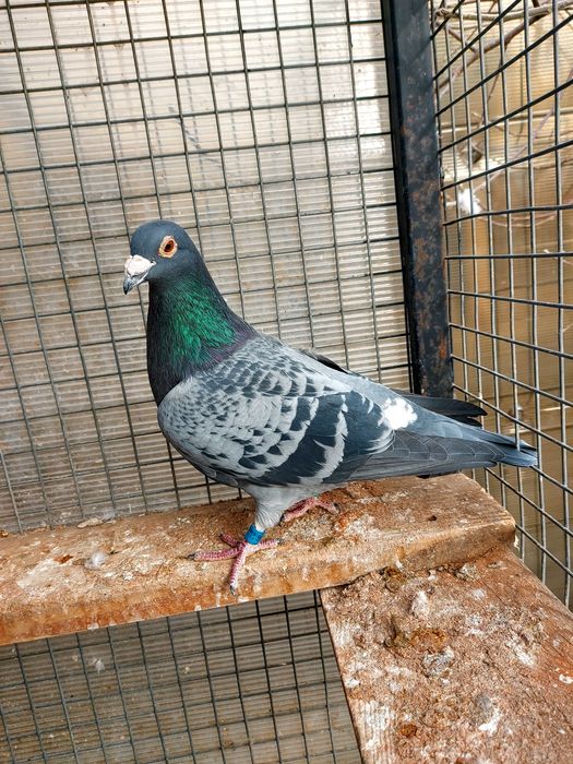 Disponibili pentru cei interesați