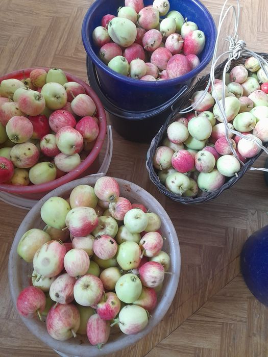 Смородина, яблоки, вишня.
