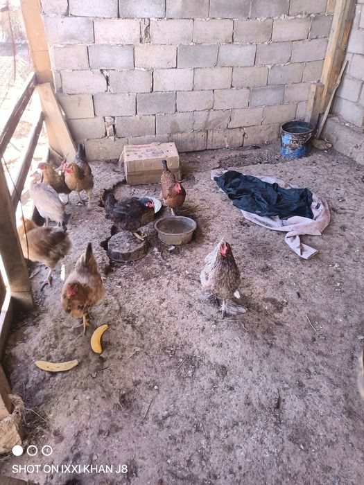 Домашние куры продам