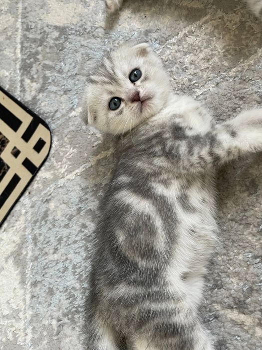 Продаются котята серебристые скоттиш шиншилла