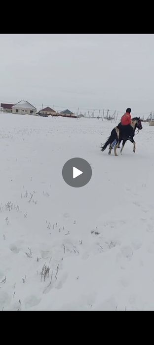 Донен сатылады Белесте