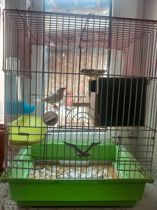 Amadinka qushi qafas gul bonus