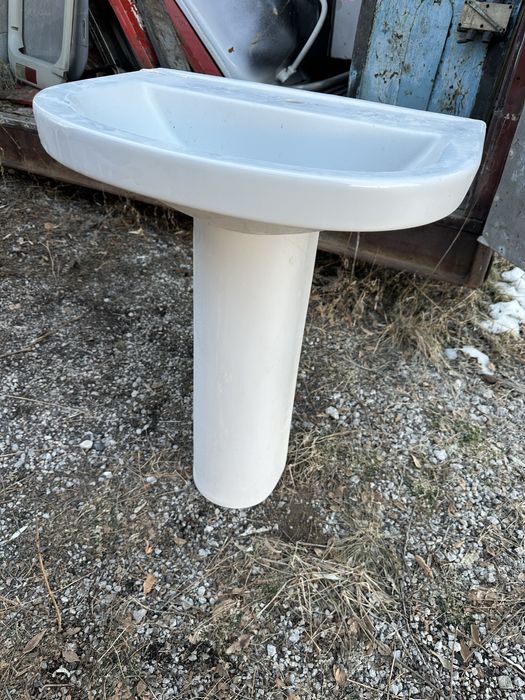 Раквина тюльпан