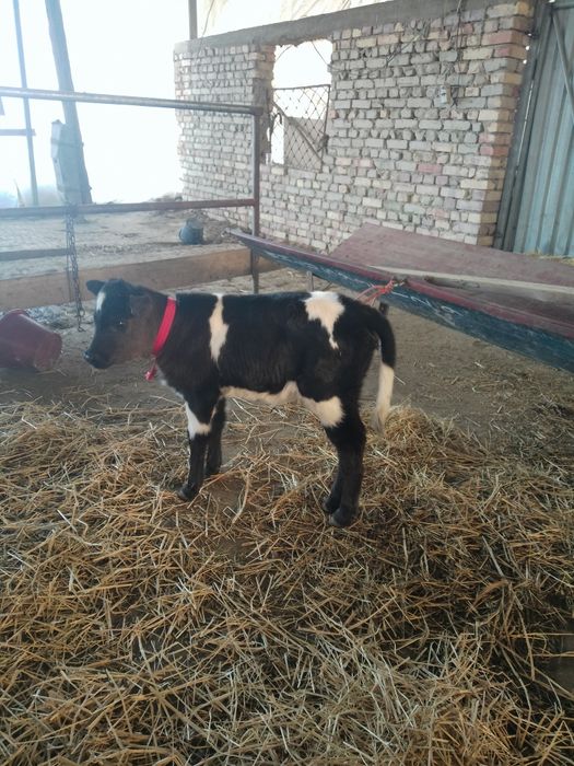 Она бола сотилади