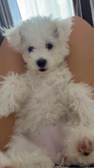 Bichon Maltez mini toy , femelă, 4 luni – vaccinată și deparazitată