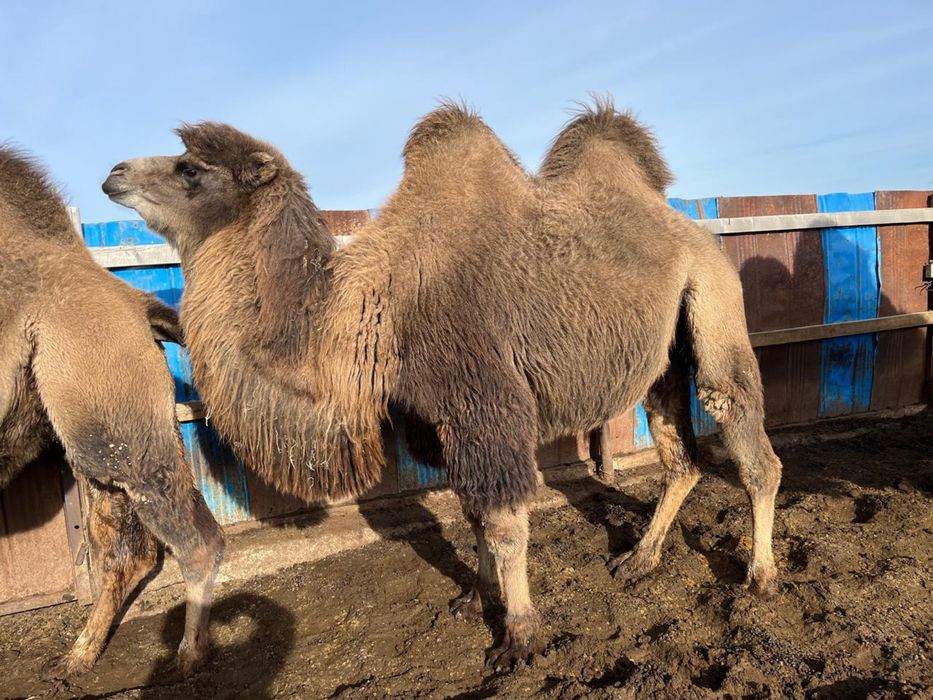 Түйе сатылады 5 бас.