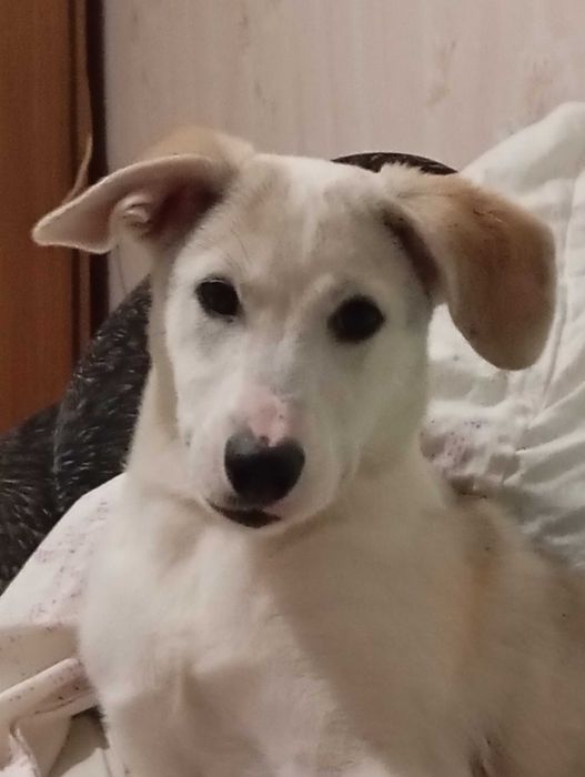 В добрые хорошие руки.