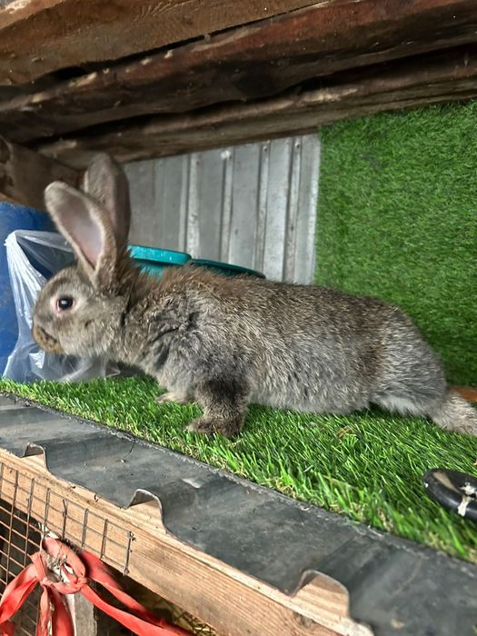 Крольчата фландер.