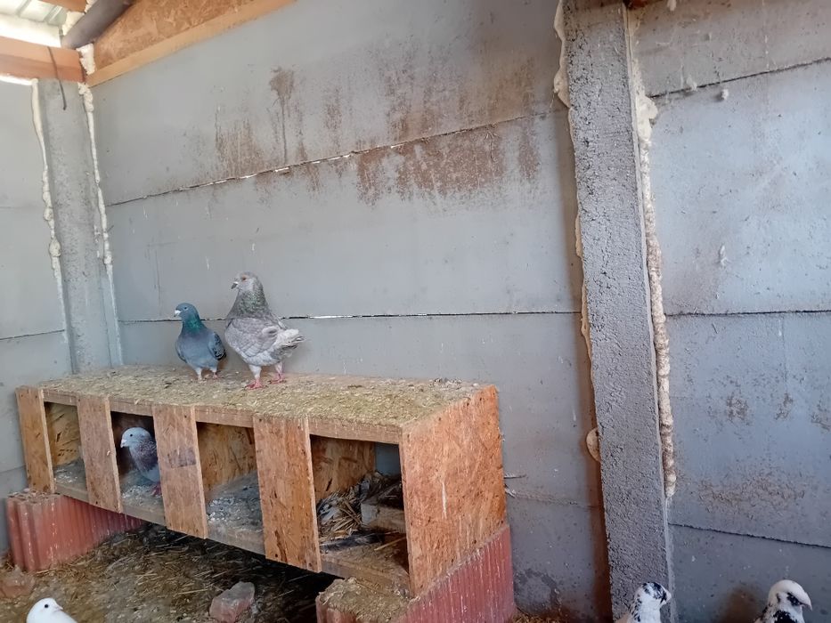 Porumbei de vânzare