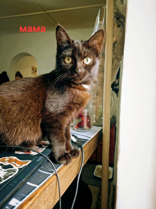 Котята 2 девочки 1 мальчик