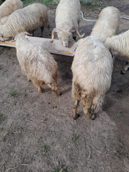 Berbec de 1 an jumate si miei din primăvara
