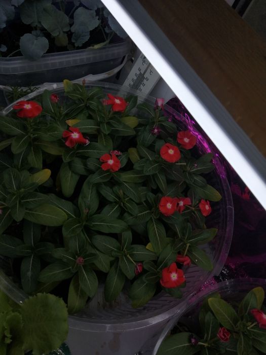 Катарантус разные рацветки по 500т