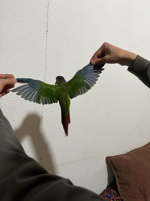 srocna sotiladi  toti quw