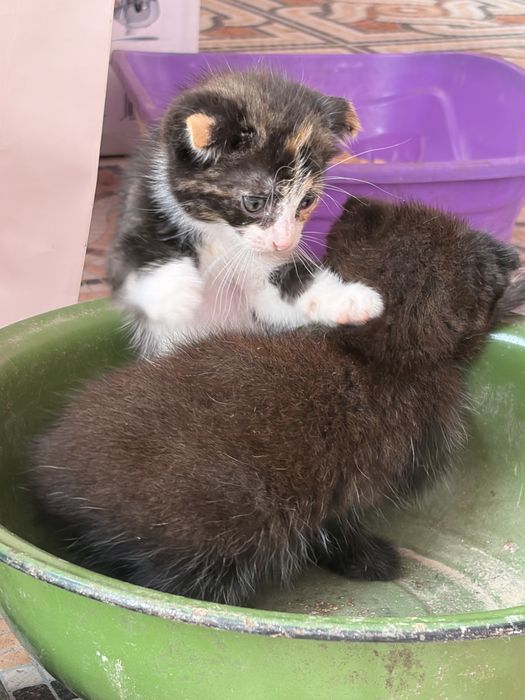 Отдам котят в добрые руки