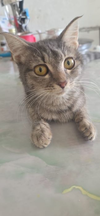 Пристраиваеться маленький котёнок
