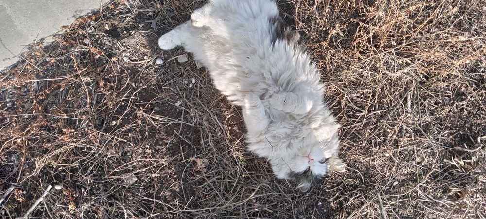 Ласковый кот ищет Дом