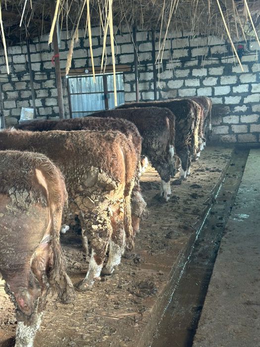 Бұқа сатылады срочноо