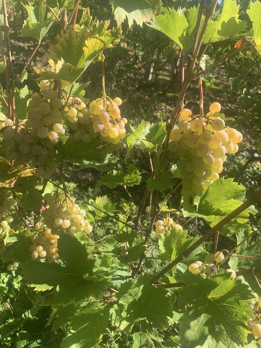 Vita de Vie de vanzare