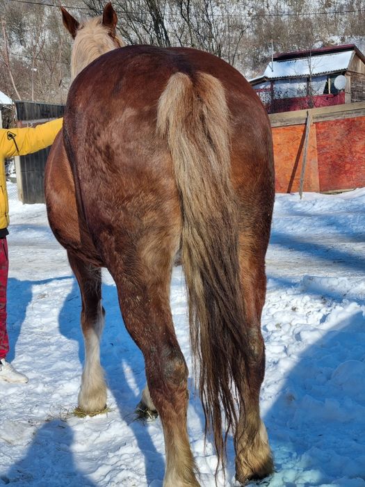 Se vinde iapă bună de căruță