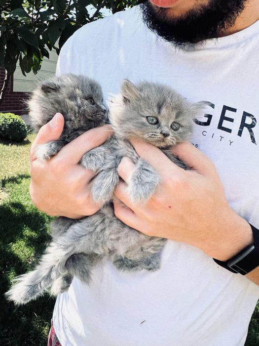 Скоттиш фолд котят