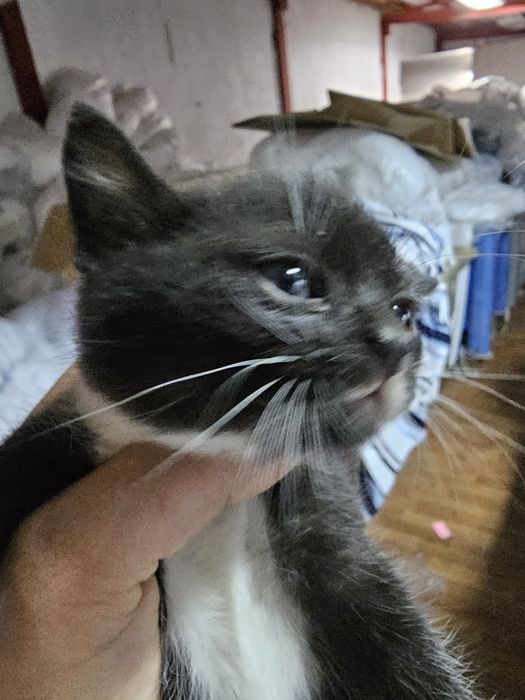 Малки сладки котенца