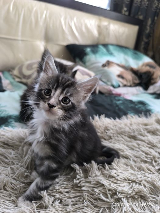 Котята Мейн Кун продажа