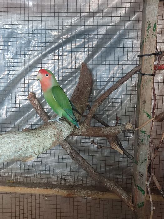 Папугаи разные..