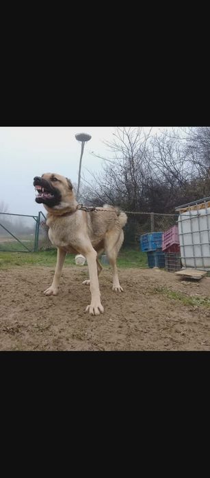 Чистокръвни кангали