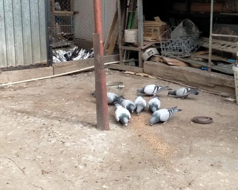 Продам голуби разные