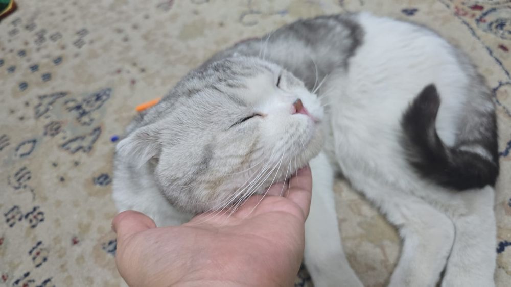 Продам кота очень ласковая приучена к лотку. Ест все