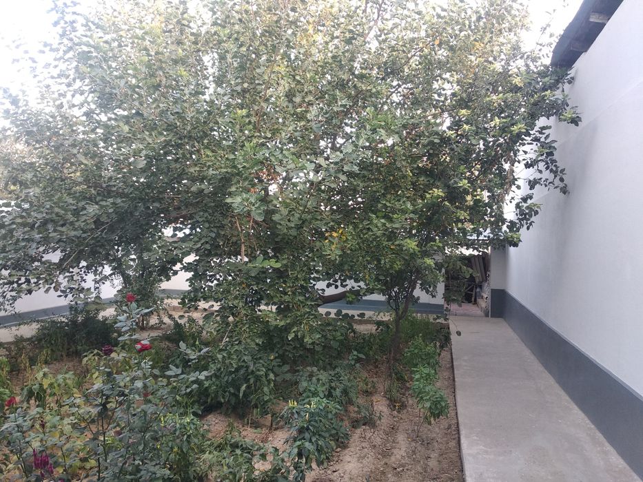 Ucaska sotiladi fozilovda.4 sotidan owiq