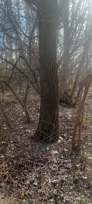 Tol o'tin yoki beshik yasash uchun tol bor 3 dona katta