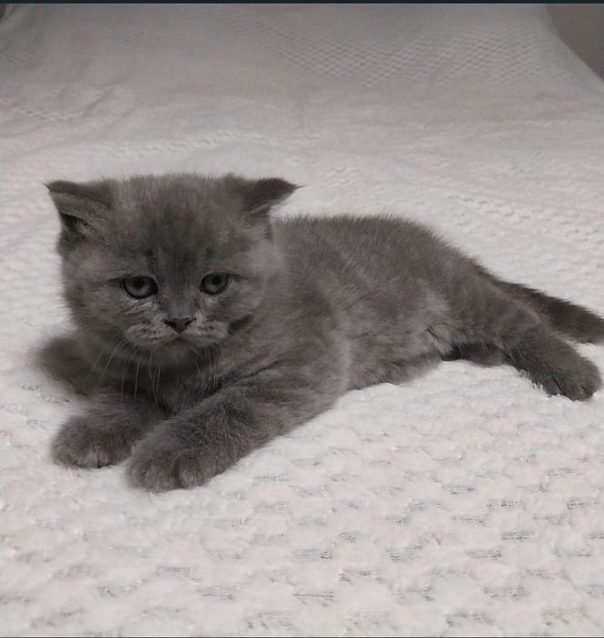 Vând pisicuța British Shorthair Blue