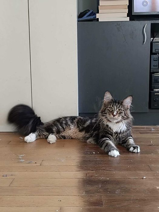 Котенца мейн куун