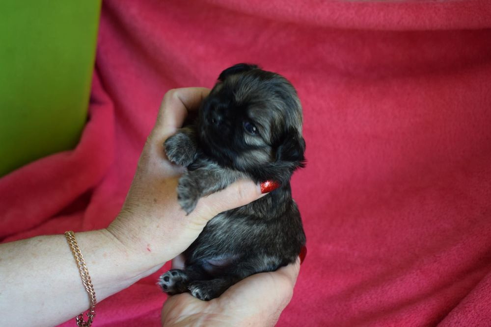 Щеночек чихуахуа