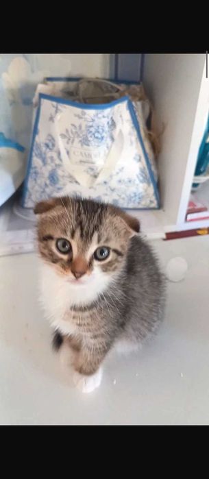 Котята Скотиш Фолд