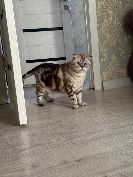 Отдам в хорошие добрые руки