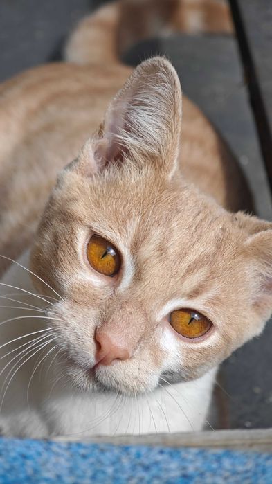 Подарява се котарак (Осинови котка)