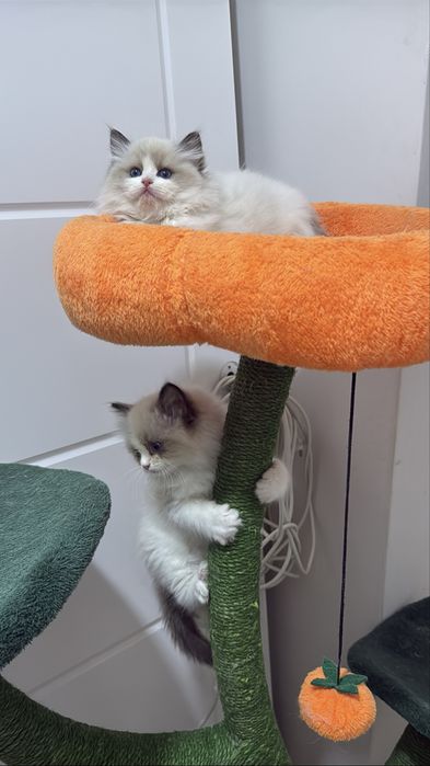 Рэгдолл Regdoll чистокровные!