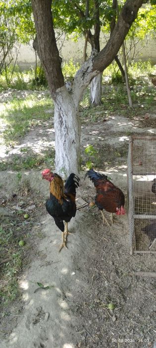 Парандалар сотилади