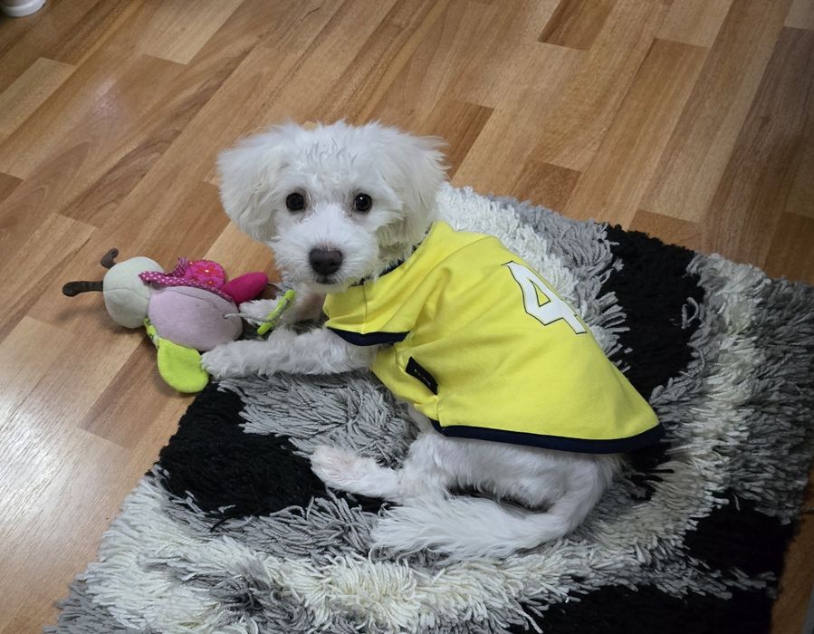 Bichon Maltez,Femelă