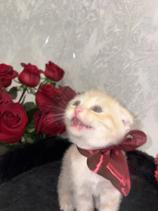 Скоттиш фод котенок девочка рыжий