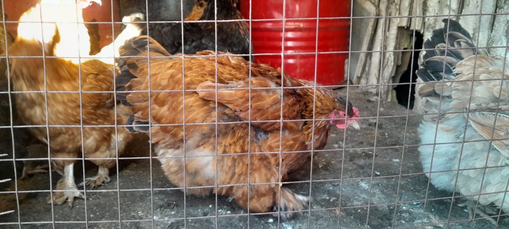 Яйцо Яйцо Яйцо куриное