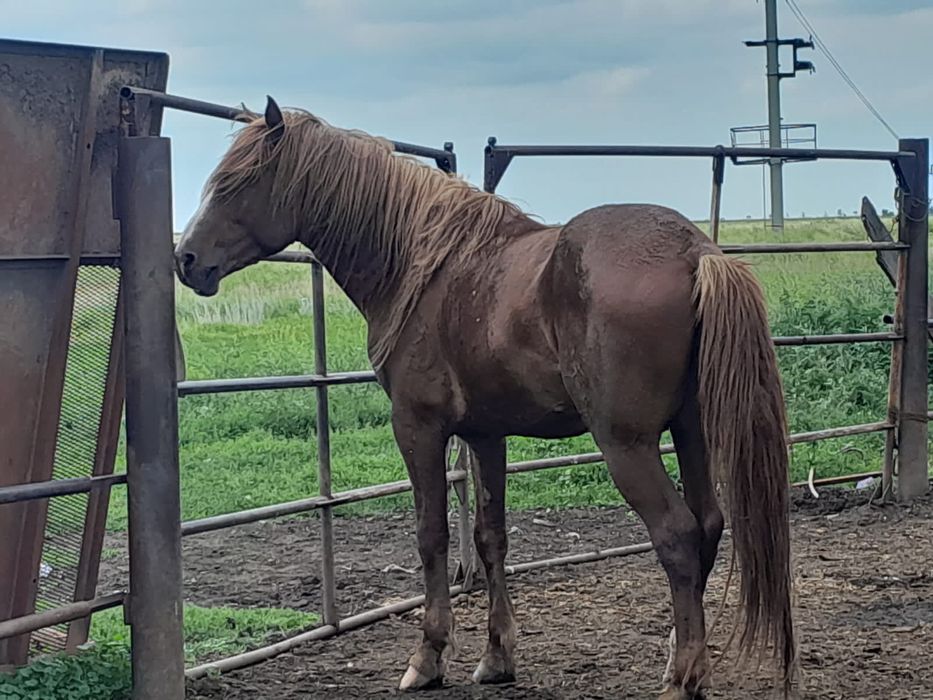 Жеребец полутяжеловоз